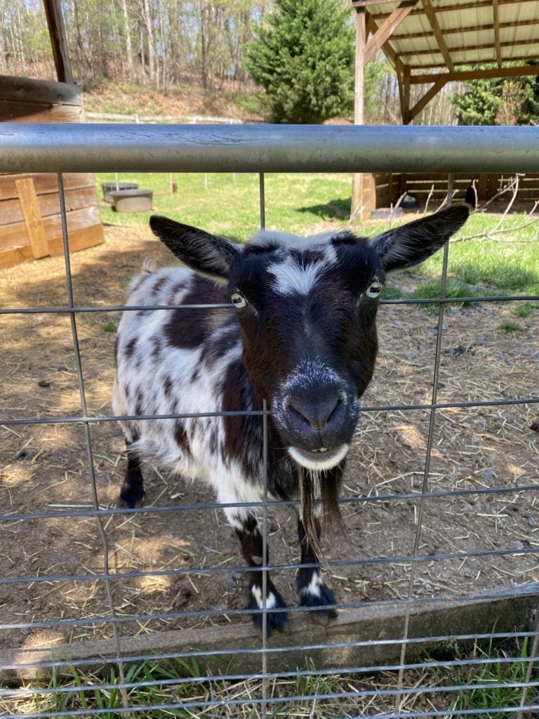 Georgia wildlife park